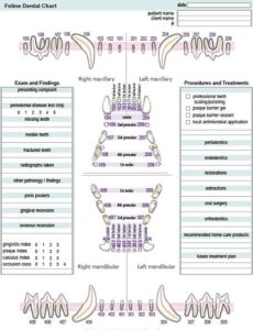 printable dental chart template example