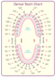 printable dental chart template sample